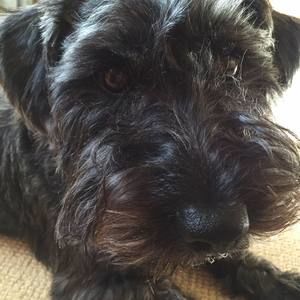 Meet your Posher, Gary